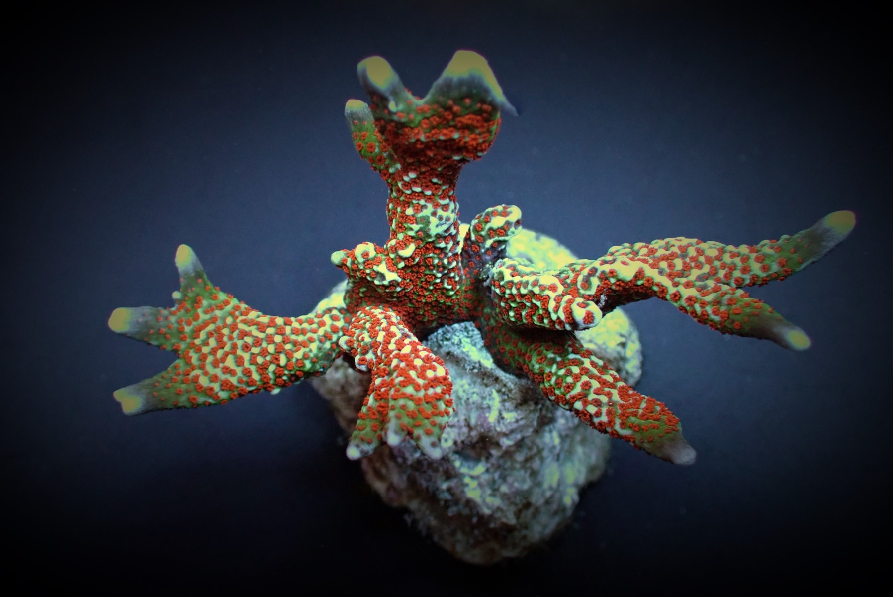 Montipora Fire Forest frag
