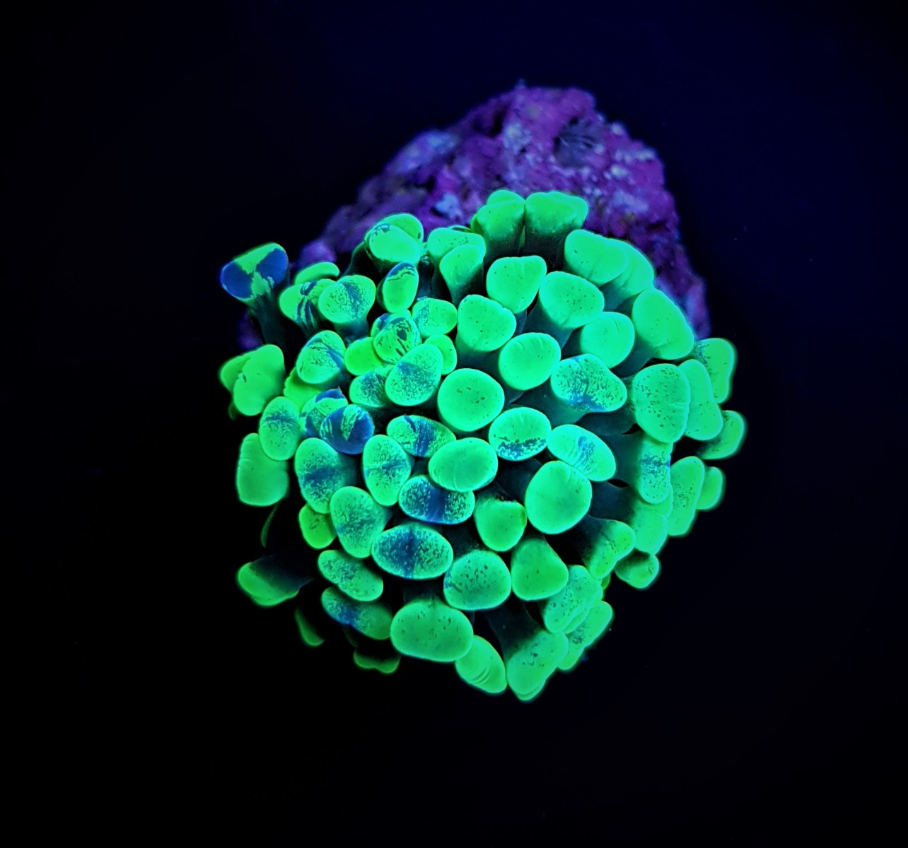 Euphylia paraancora Green Premium
