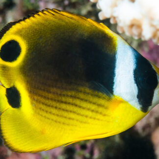 Cheatodon lunula