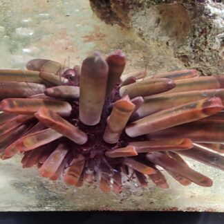Heterocentrotus mammillatus