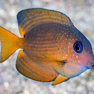 Ctenochaetus cyanocheilus
