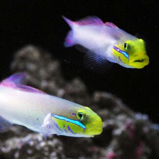 Valenciennea strigata