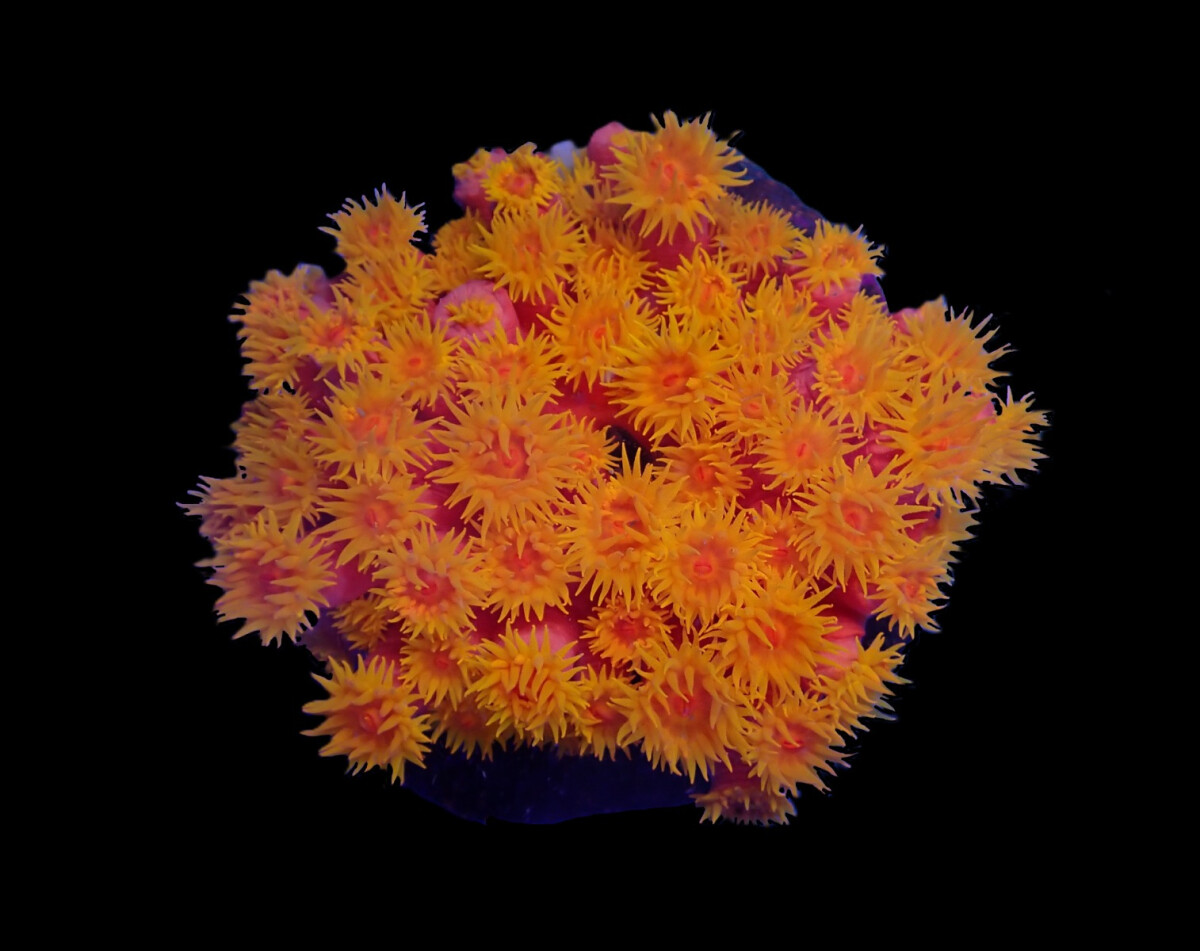 Tubastrea faulkneri 8 cm