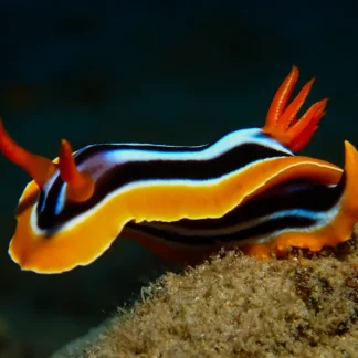 Chromodoris quadricolor